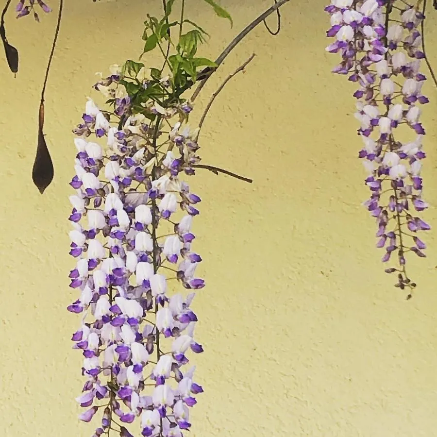 Au Bien Venu Bed & Breakfast Noe   Noe (Haute-Garonne)